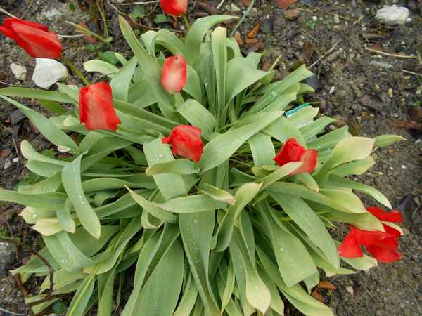 Les Tulipes .....saison 2016 Tulip310
