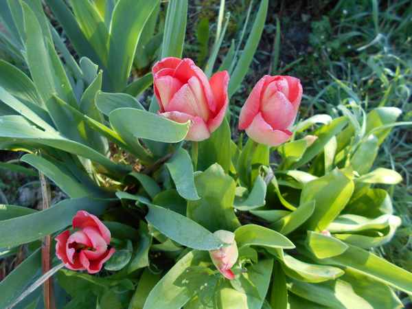 Les Tulipes .....saison 2016 - Page 2 Tulip710