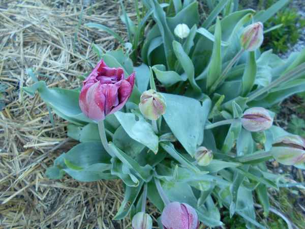 Les Tulipes .....saison 2016 - Page 2 Tulip910