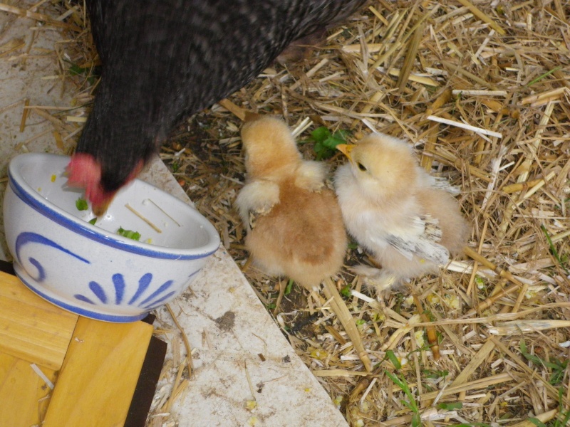 Mes premiers poussins de Sidonie Imgp0013