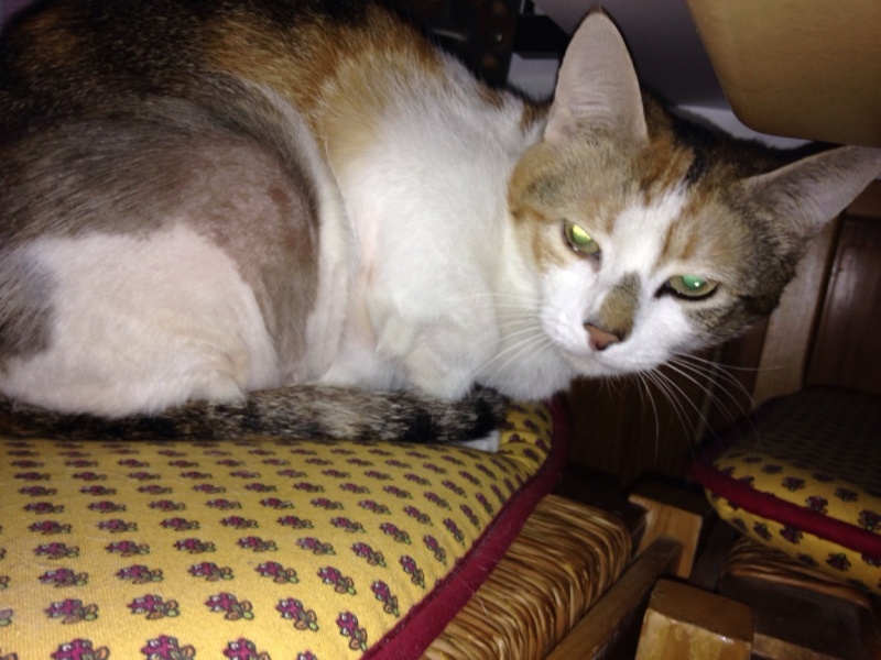 Ina, petite chatte très maigre, en FA chez Monica - Adoptée en France Association MGA 13217210