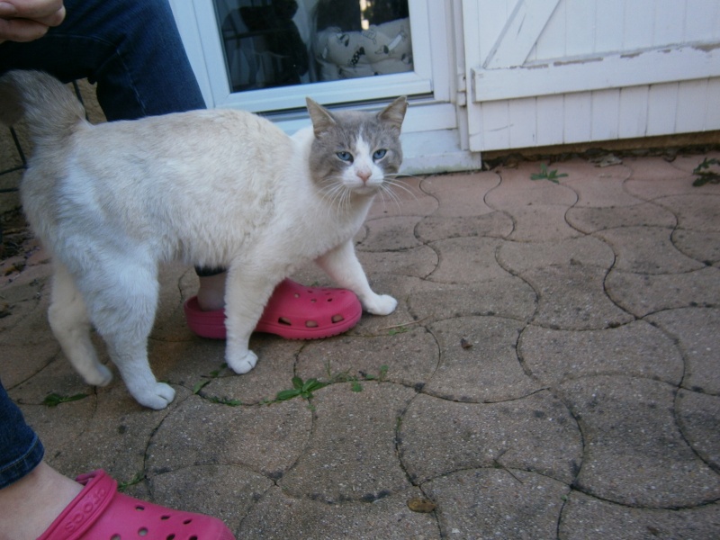 Trouvé chat beige/blanc et gris allée de Fourcaudis P4150010