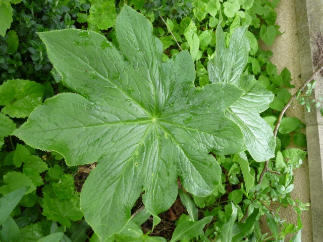 le jardin de frimousse.. - Page 8 P1140357