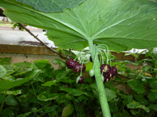 le jardin de frimousse.. - Page 8 P1140419