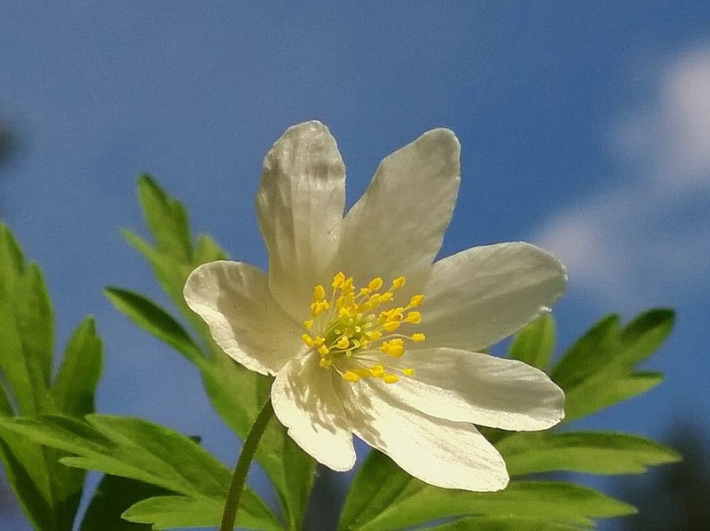 Erste Frühlingsboten im Garten und in Wald und Flur - Seite 39 Buschw10