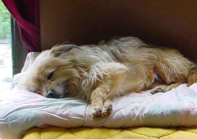 BILLY x griffon/cairn ? miniature sauvé de l'euthanasie en fourrière d'Espagne - en FA dpt 50 pour  asso SOS chiens France  12938110