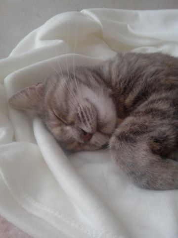 Photos de nos chats et chatons proposés à l'adoption Oduna012