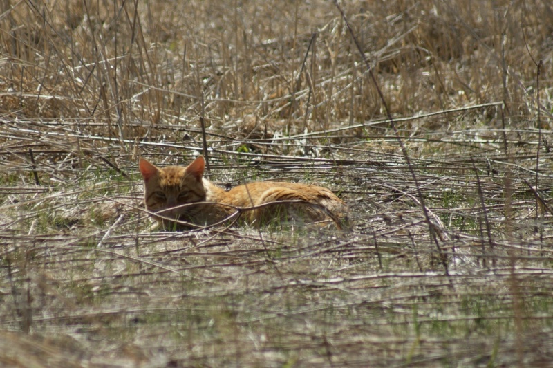 Le chat du Parc National Parc_n29