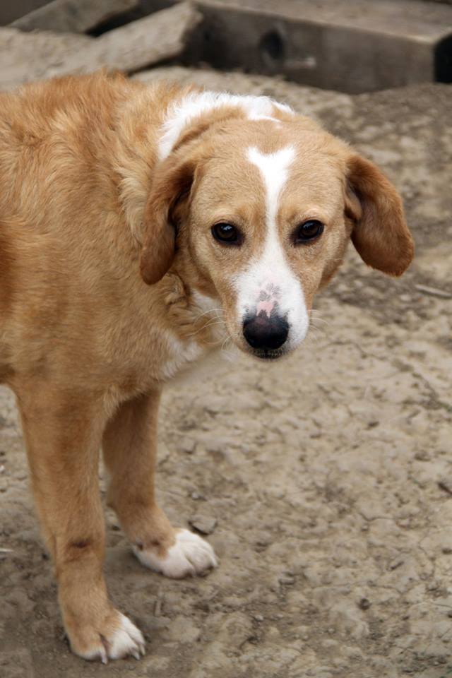 MIMI - Née 2011 - 12 kg - ex chienne errante aimerait trouver sa famille - (REAA) - Page 2 Mimi_010