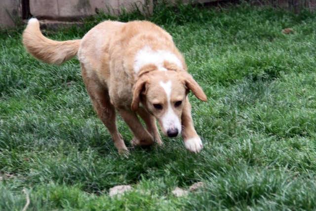 MIMI - Née 2011 - 12 kg - ex chienne errante aimerait trouver sa famille - (REAA) - Page 2 Mimi_012