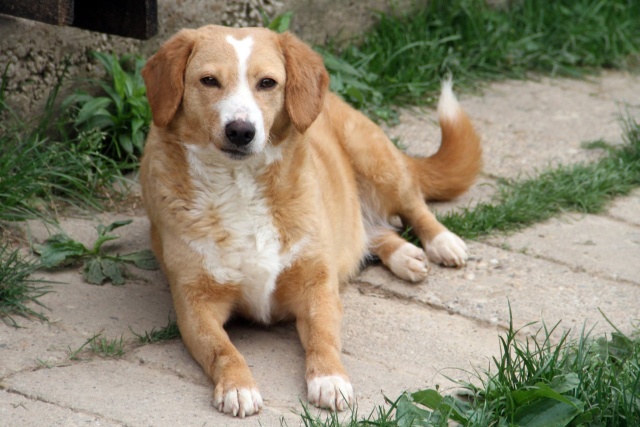 MIMI - Née 2011 - 12 kg - ex chienne errante aimerait trouver sa famille - (REAA) - Page 2 Mimi_013