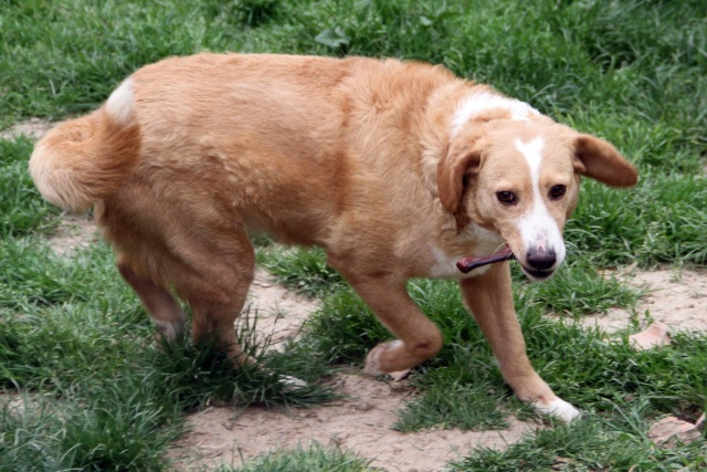 MIMI - Née 2011 - 12 kg - ex chienne errante aimerait trouver sa famille - (REAA) - Page 2 Mimi_014