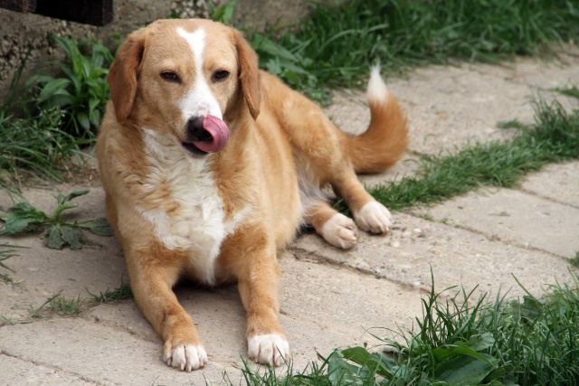 MIMI - Née 2011 - 12 kg - ex chienne errante aimerait trouver sa famille - (REAA) - Page 2 Mimi_018