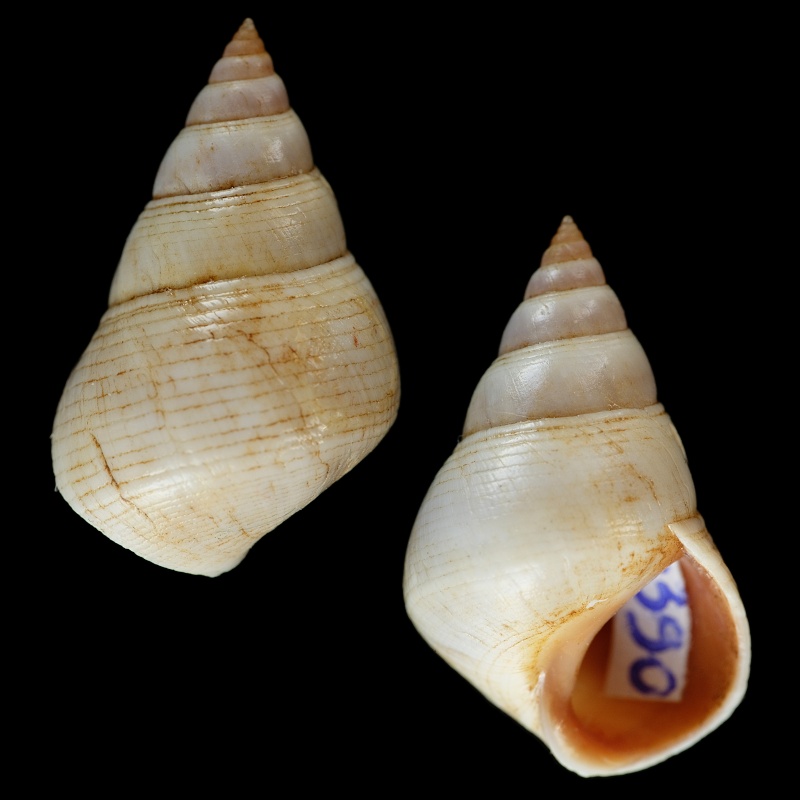 Littoraria coccinea (Gmelin, 1791) Littor10