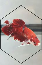 Betta  PK koi  12932810