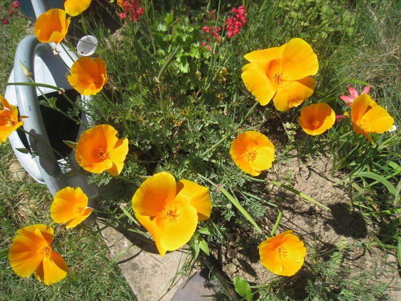 fleurs 2016 00214