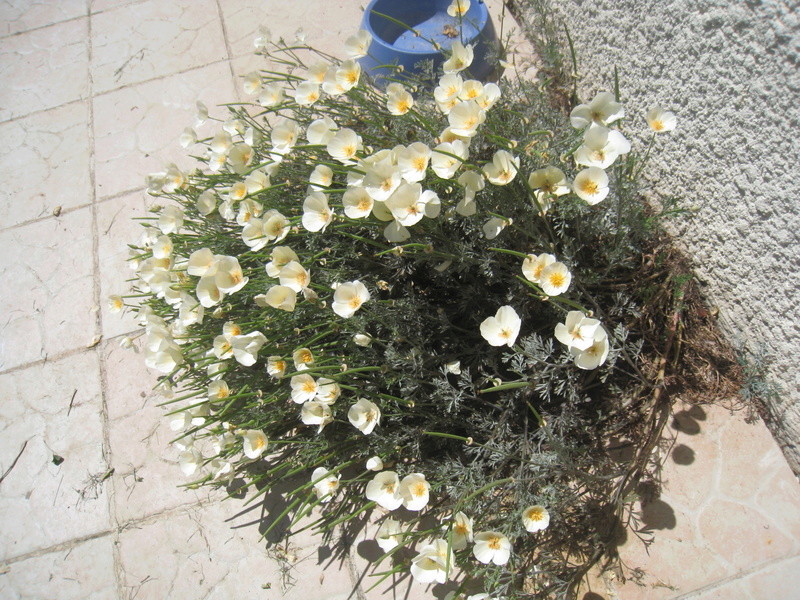 fleurs 2016 00415