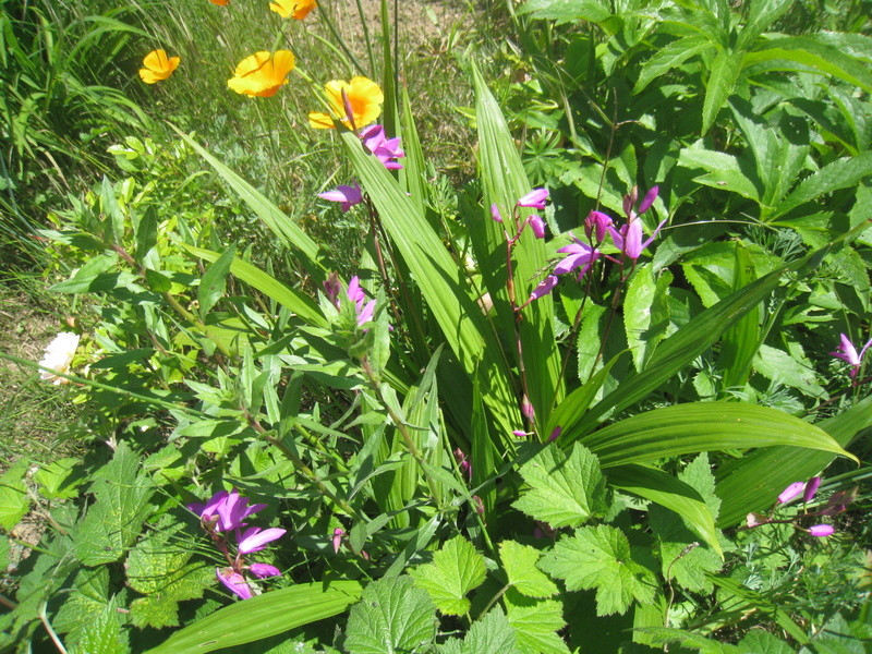 fleurs 2016 00510