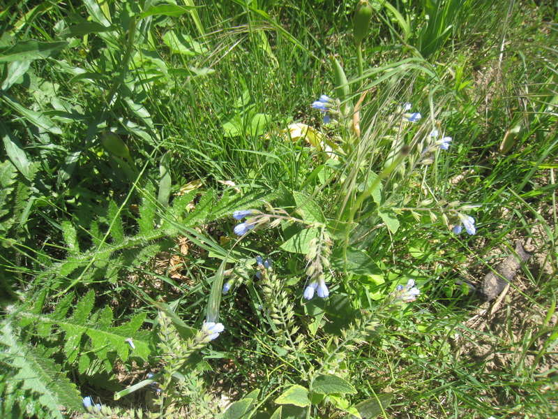 fleurs 2016 00710