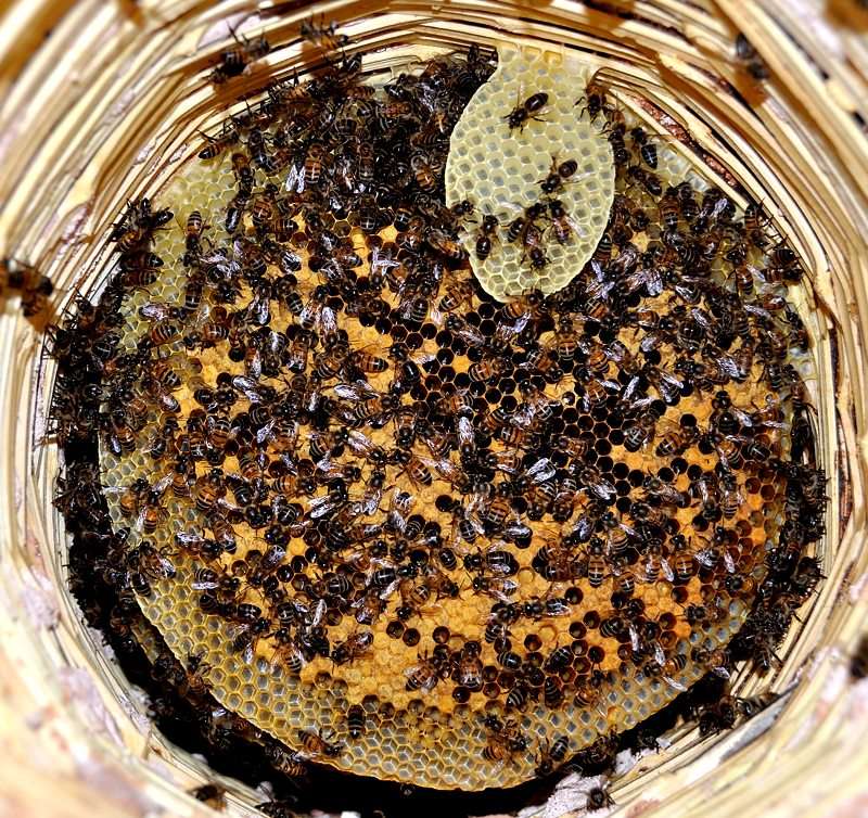 Les auxiliaires du jardinier : l'abeille noire (Apis mellifera mellifera) Dsc_1511