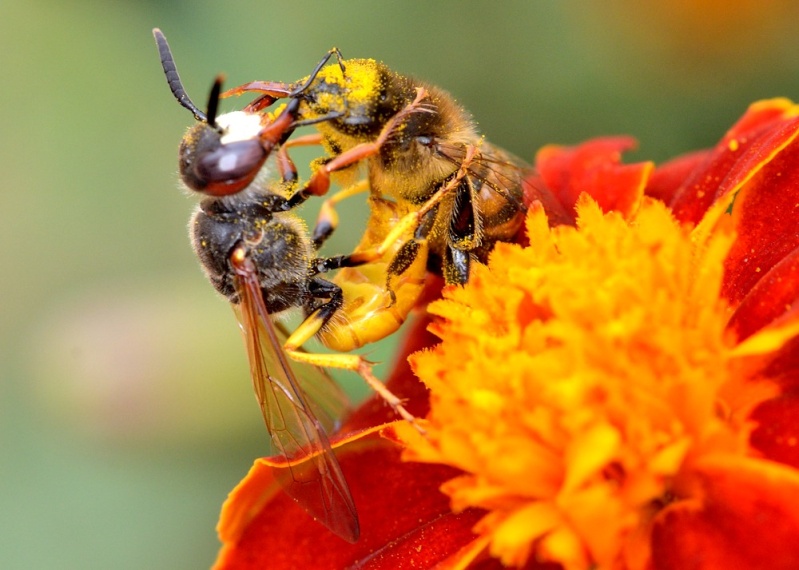 Les auxiliaires du jardinier : l'abeille noire (Apis mellifera mellifera) Dsc_4711