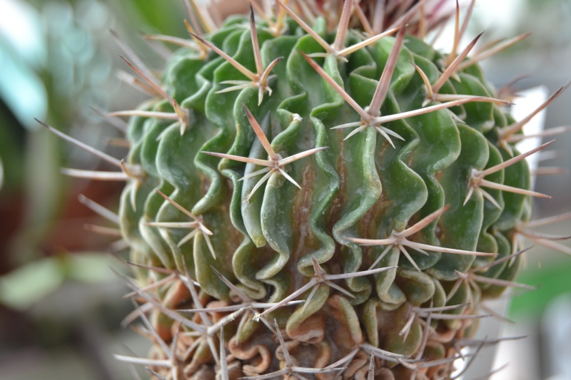 Echinofossulocactus lamellosus Dsc_0021