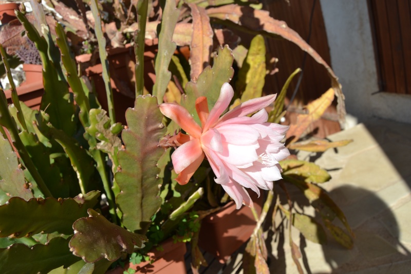 Epiphyllum en fleurs Dsc_0113