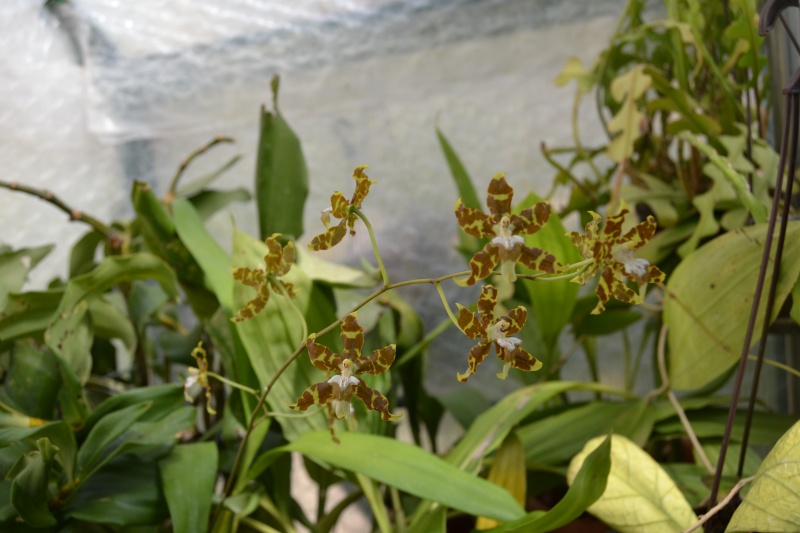 Oncidium hintonii  Oncidi11