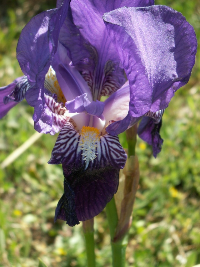 Iris germanica ou 'Jean Chevreau' ? - Cugan [identification non terminée] Pict6316