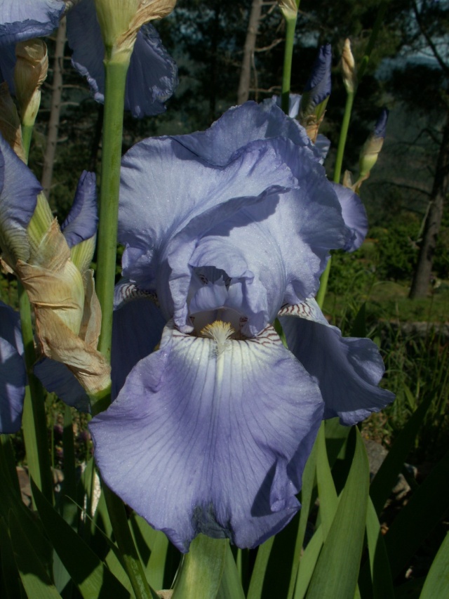 Iris 'Harbor Blue' - 1 de Cugan [identification] Pict6410