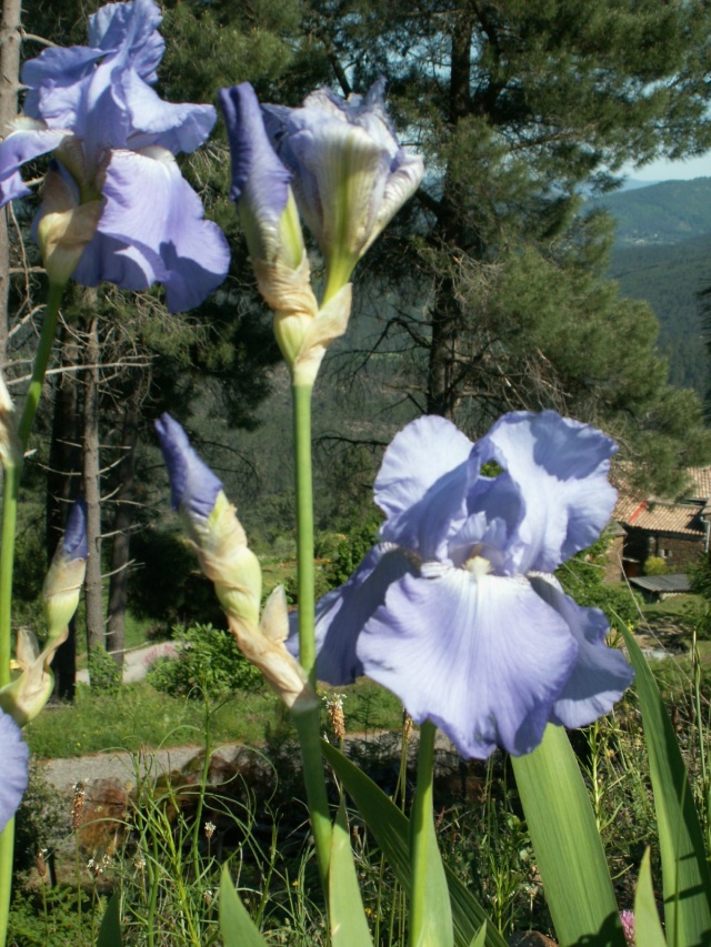 Iris 'Harbor Blue' - 1 de Cugan [identification] Pict6411