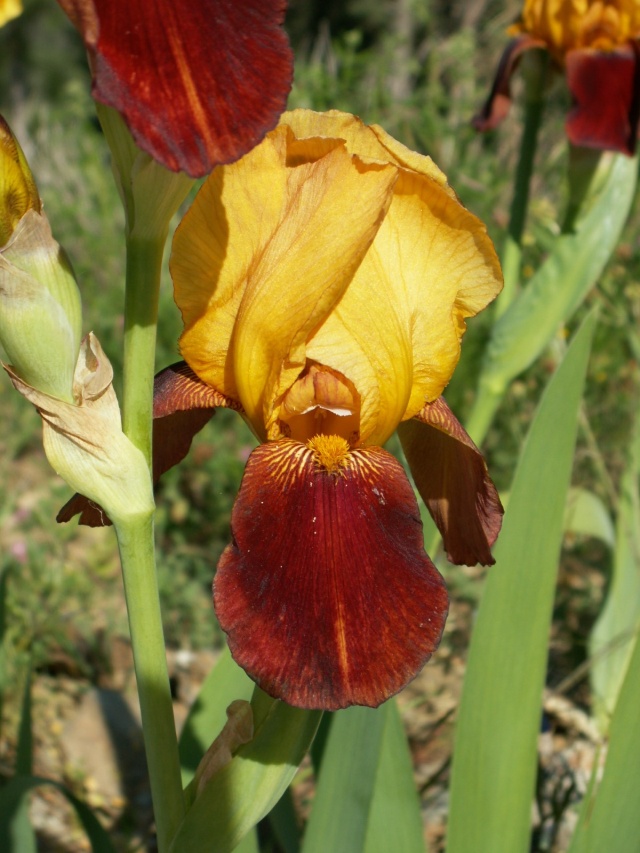 Iris 'Gai Luron' - 3 de Cugan [identification] Pict6416