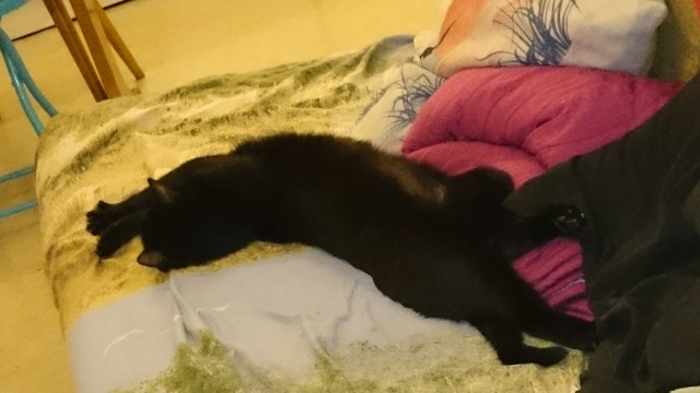 Queta (chat mâle européen noir) Dsc_0511