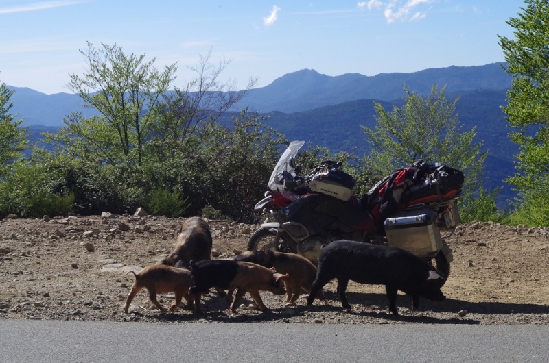 trail - Une tranche de Corse... Sauce Trail ! 610