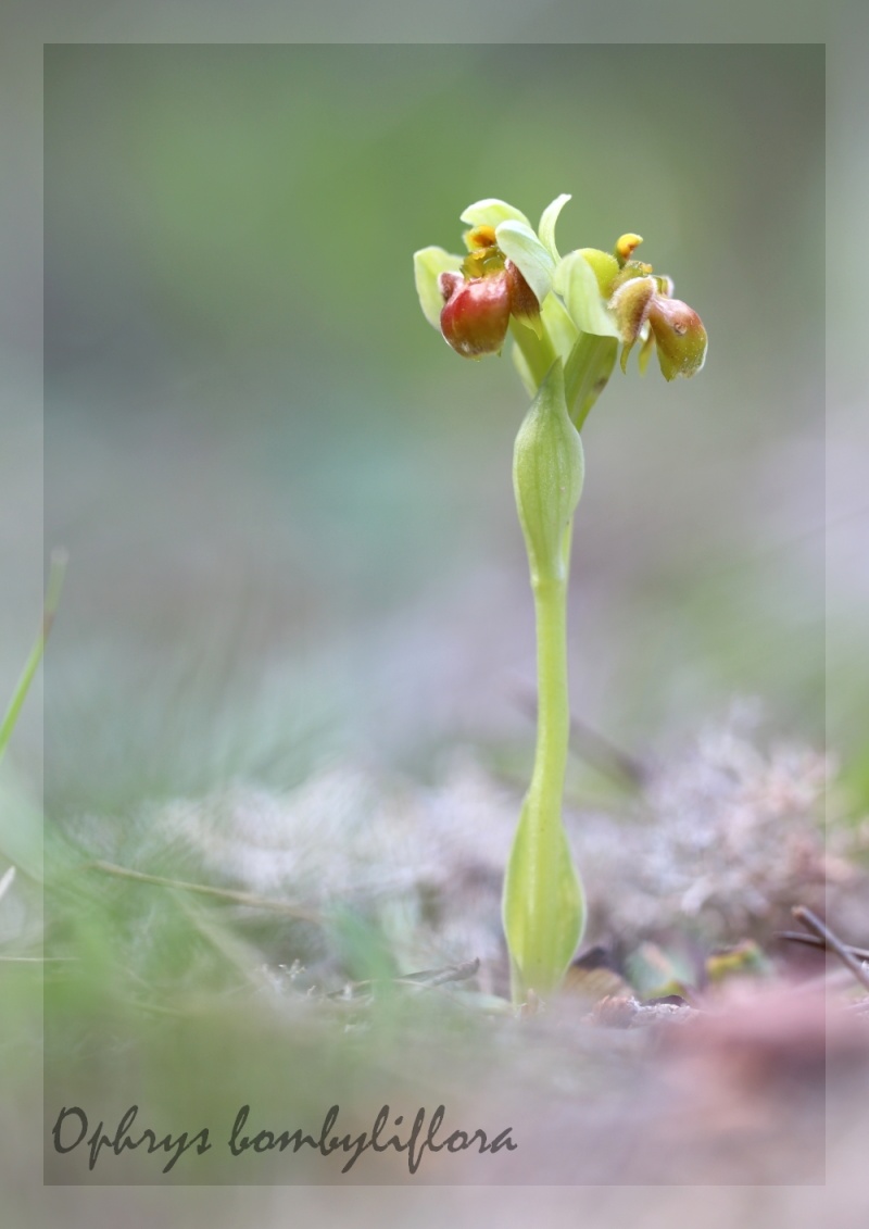 Ophrys bombyliflora ( Ophrys bombyx ) Img_0311
