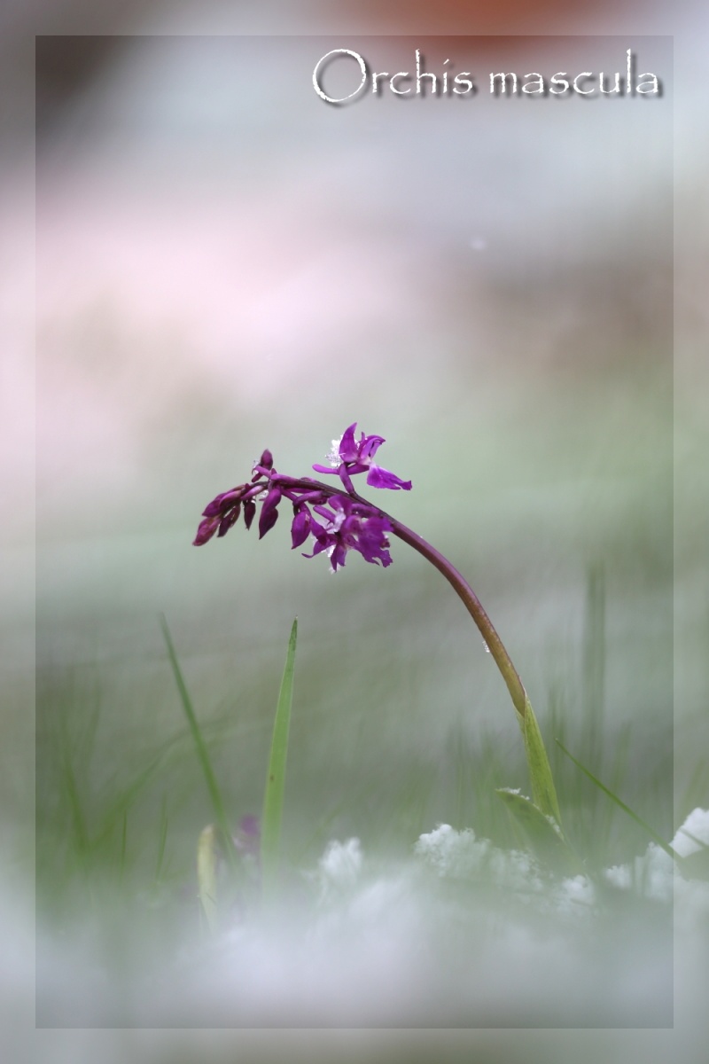 Orchis mascula sous la neige, Xonrupt-Longemer (88) Img_0715