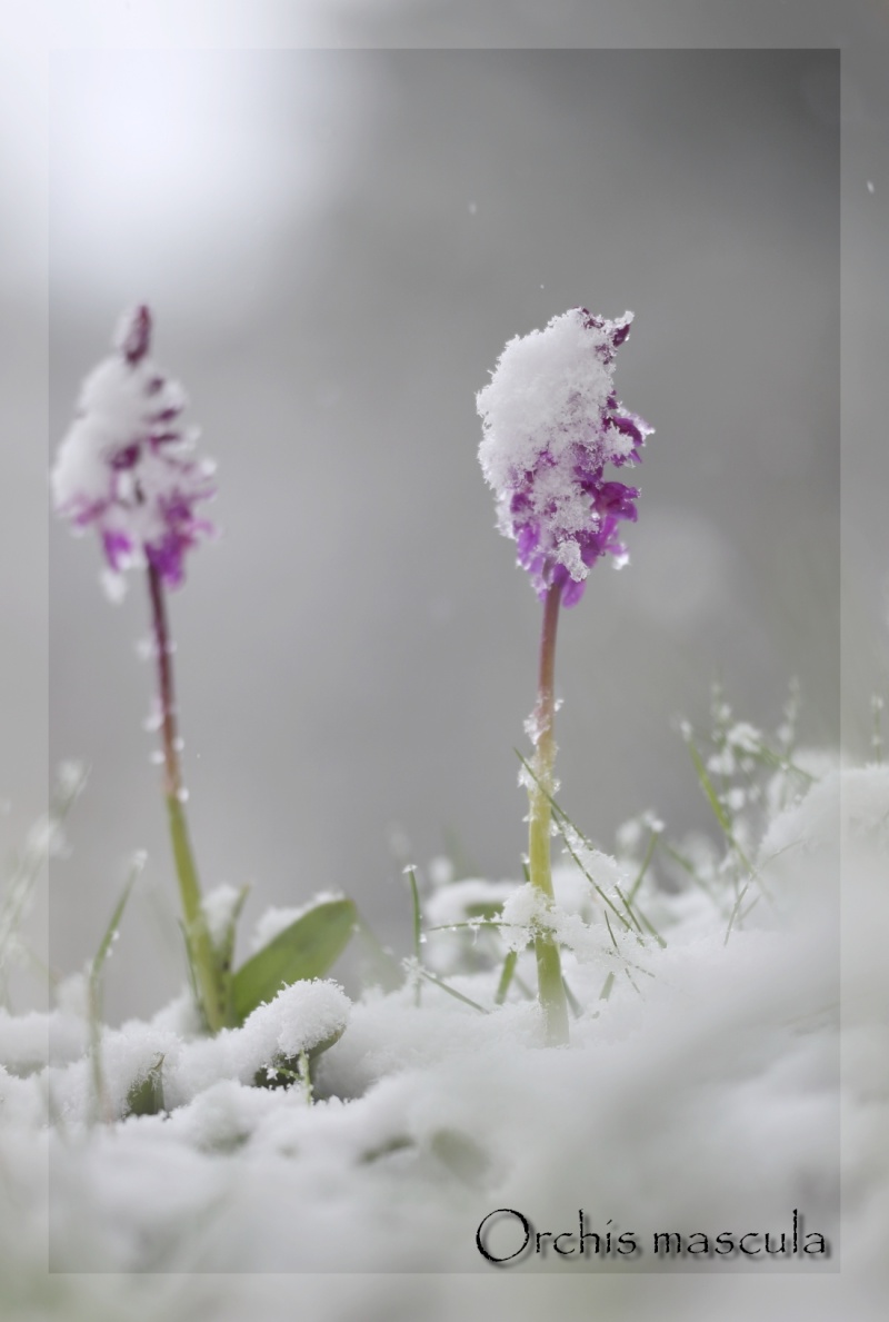 Orchis mascula sous la neige, Xonrupt-Longemer (88) Img_0721