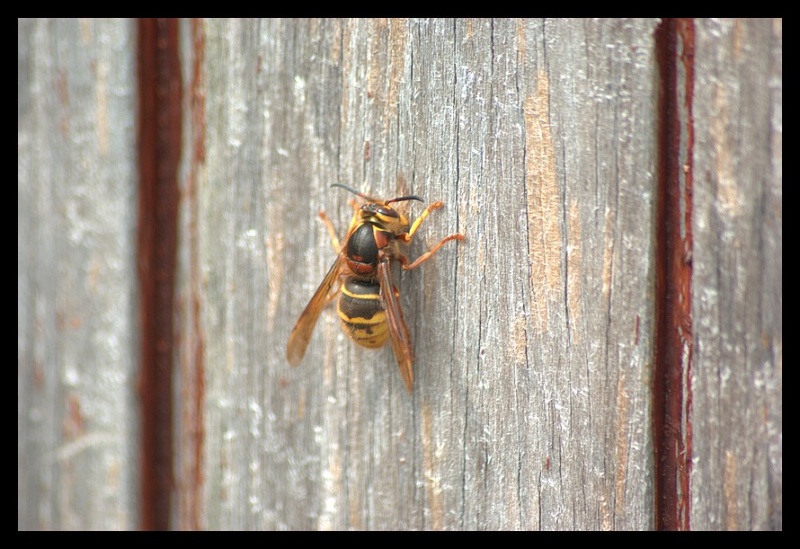 Dolichovespula media... le retour _igp5410