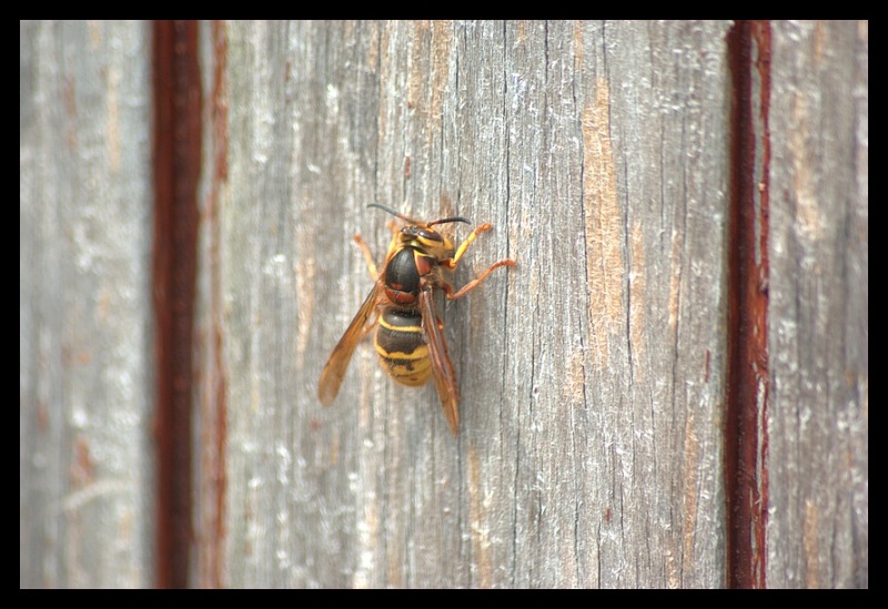 Dolichovespula media... le retour  _igp5410