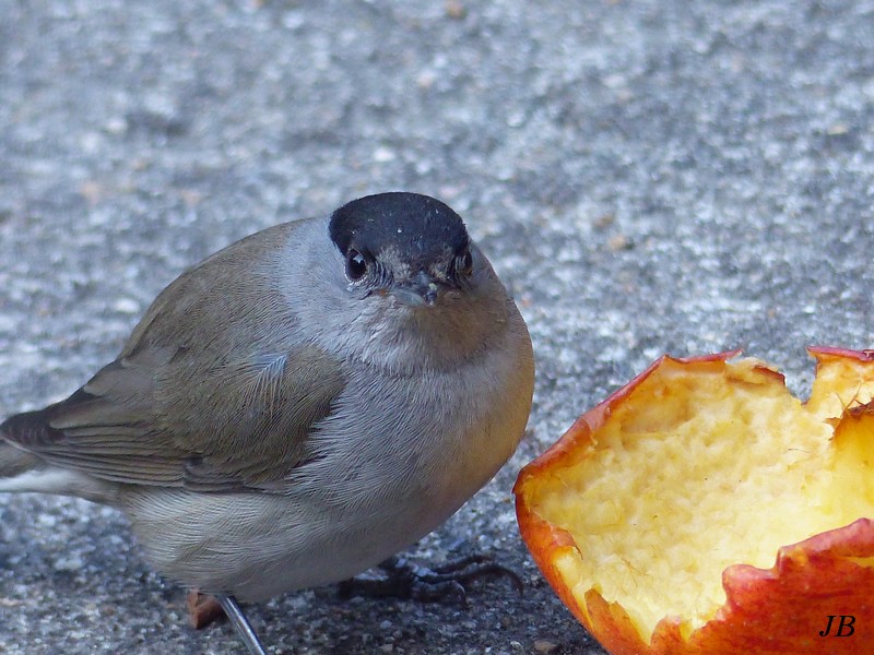 Fauvette à tête noire mâle entrain de manger une pomme Copie_24