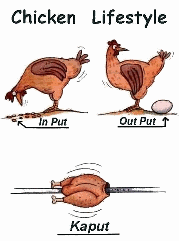 Question : Pourquoi le poulet a traversé la route ? Poulet11
