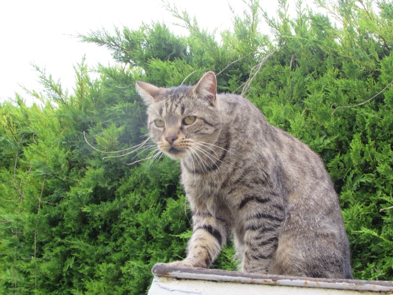 1 FOIS PAR JOUR ET PAR MEMBRE DES PHOTOS DE NOS ANIMAUX FAMILIERS - Page 27 00322