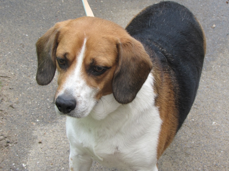 FILOU - beagle 6 ans - Refuge de la Picoterie à Crogis (02) 01620