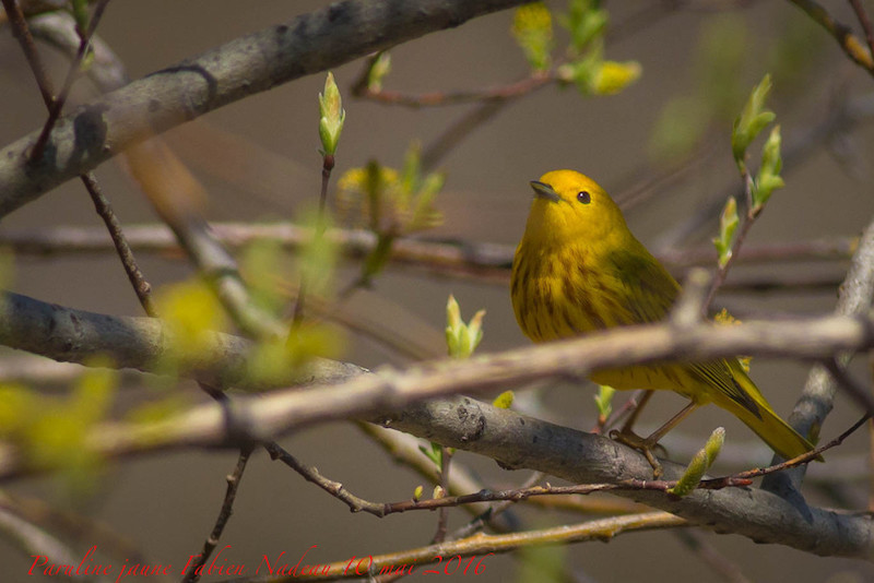 Paruline jaune _mg_0513