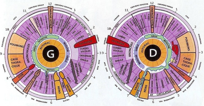 Iridologie et science des correspondances Image137