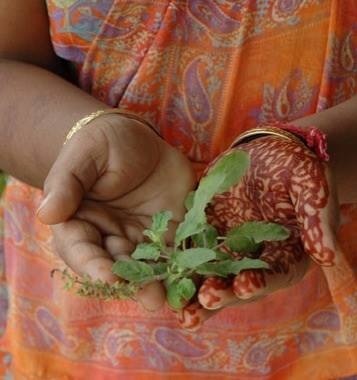 Le Tulsi ( Basilic Sacré) Image95