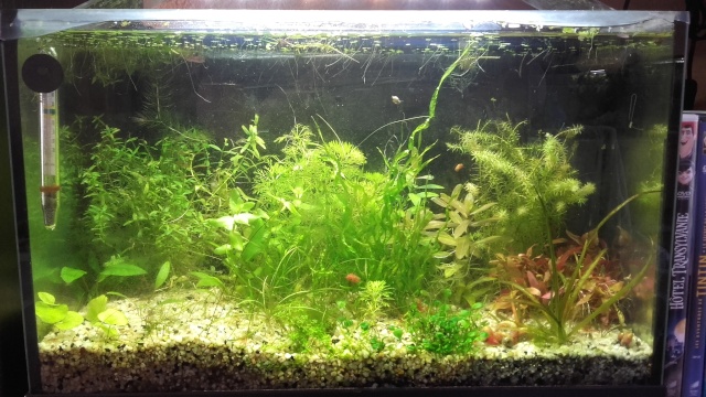 Nanos crevettes aquascapés - Page 3 20160412