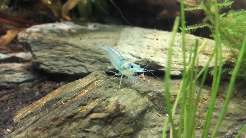 Nanos crevettes aquascapés - Page 3 20160516