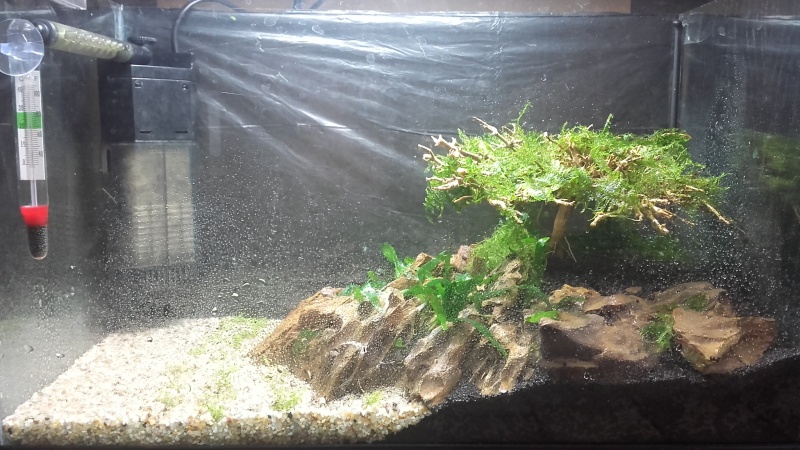 Nanos crevettes aquascapés - Page 3 20160519