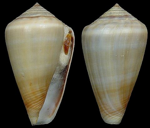 Conus (Lautoconus) taslei  Kiener, 1850 voir Conus (Lautoconus) guinaicus  Conus_21